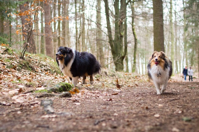 Waldspaziergang mit Hund