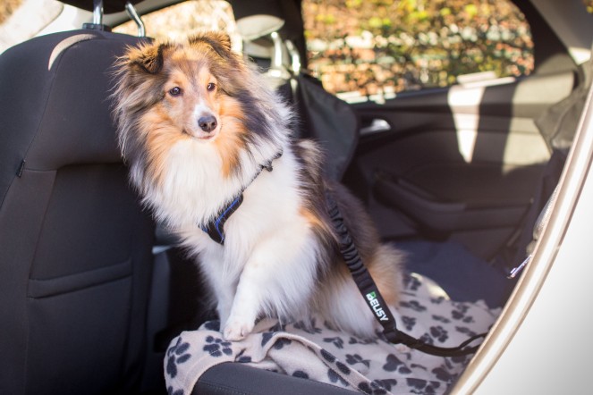 sicher Autofahren mit Hund